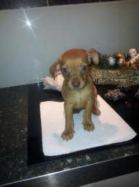 Wundersch�ne Chihuahua Rehpinscher Mix