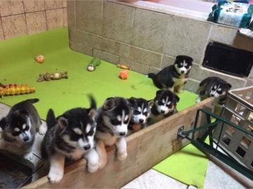 Siberian Husky Welpen