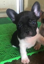 Franz?sische Bulldogge Hundewelpen whats