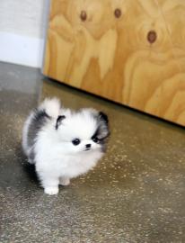 Zwergspitz Pomeranian welpen mit Papiere