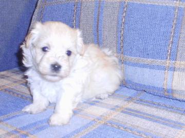 Havaneser mini Welpe