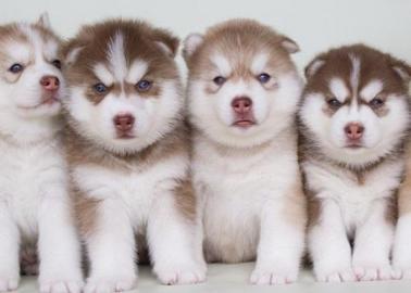 Alaskan Malamute Welpen
