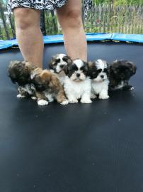 S�sse reinrassige Shih-Tzu welpen