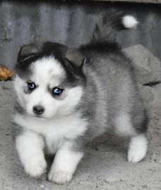 s��en Pomsky-Welpen whatsapp nummer +436