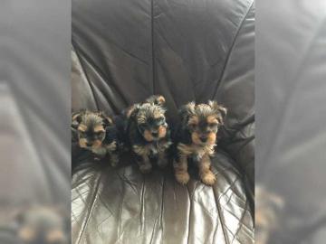 Qualit?t Yorkshire Terrier Welpen WhatsA