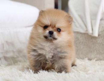 Pomeranian Zwergspitz mit Stammbaum