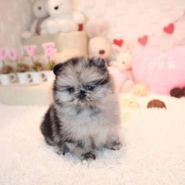 Pomeranian Zwergspitz mit Stammbaum