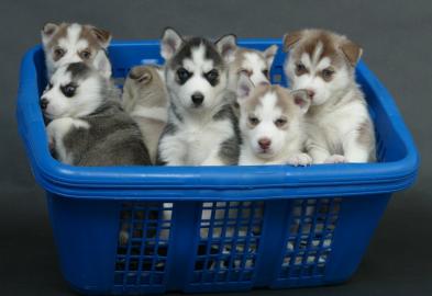 traumhaft sch�ne siberian Husky - Welpen