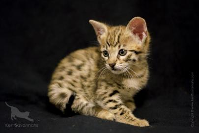 Savannah K�tzchen Super s��e