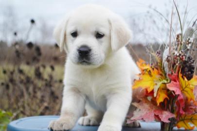 Bildsch�ne Labrador Welpen mit Papieren