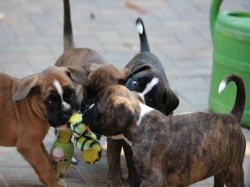 Boxerwelpen