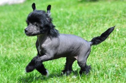Chinesischer Schopfhund Welpen mit Pap. 