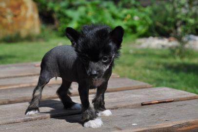 Chinesischer Schopfhund Welpen mit Pap. 