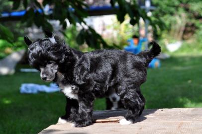 Chinesischer Schopfhund Welpen mit Pap. 