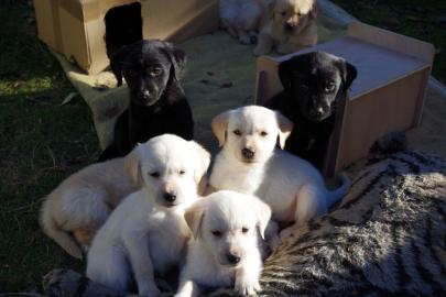 Labrador Welpen