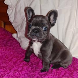 Reinrassige Franzosische Bulldogge Welpe