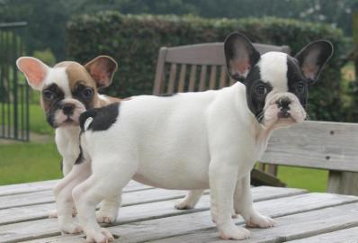 Typvolle Franz?sische Bulldoggen Welpen
