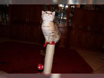 Reinrassige BKH kitten Golden Tabby. . 