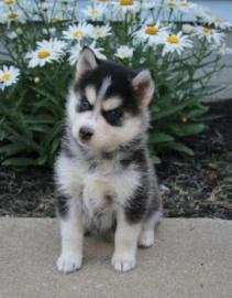 Pomsky suchen ab sofort ein neues zuHaus