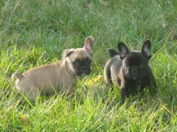 Franz�siche Bulldogge Welpen