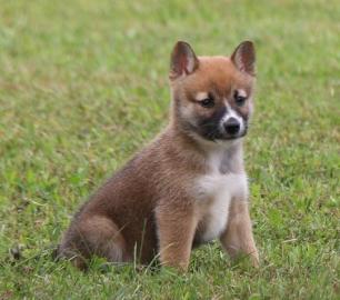 Welpen zur Verf?gung shiba i