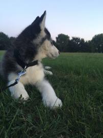 4 Wundersch�ne und niedliche Husky Welpe