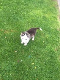 4 Wundersch�ne und niedliche Husky Welpe
