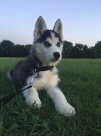 4 Wundersch�ne und niedliche Husky Welpe