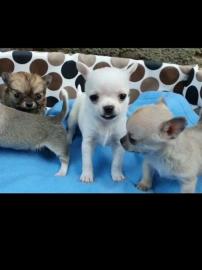 Sehr sch?ne Chihuahua Welpen , R?den