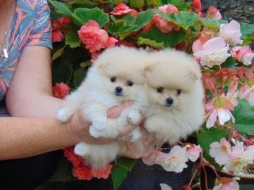 Teeny Tiny Creme pomeranian