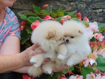 Teeny Tiny Creme pomeranian