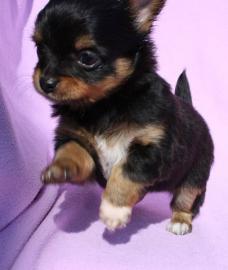 Chihuahua Mini M�use,kurzhaar