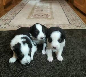 Australian Shepherd Welpen zu verkaufen