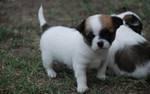 Sweet Valentine die Welpen f�r Sie!