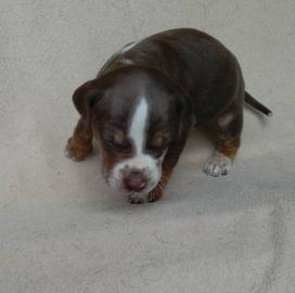 Besavej Louisiana Catahoula Welpen