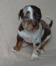 Besavej Louisiana Catahoula Welpen