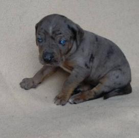 Besavej Louisiana Catahoula Welpen