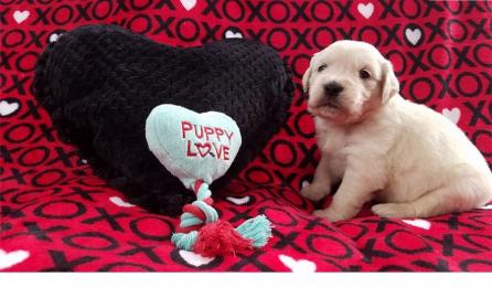AKC Englisch Creme (wei�) Golden Retriev