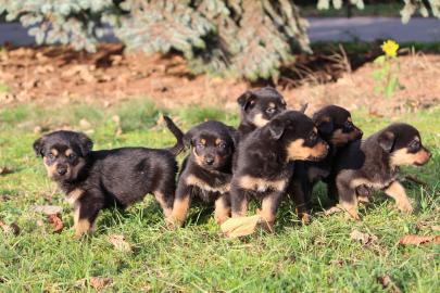 Wundersch�ne Rottweiler welpen ( 200EUR)