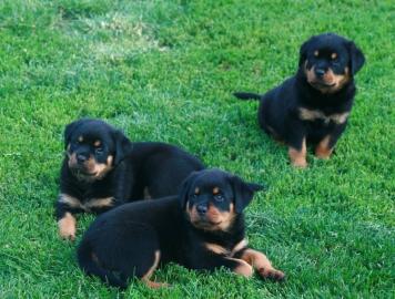 Wundersch�ne Rottweiler welpen ( 200EUR)