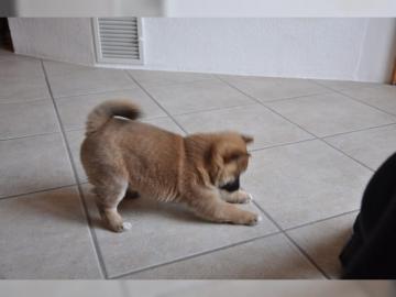 Reinrassige Shiba-Inu Welpen