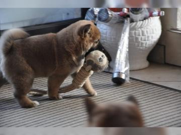 Reinrassige Shiba-Inu Welpen