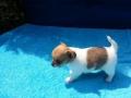 Mini-Chihuahua welpen (Langhaar und.  Kur