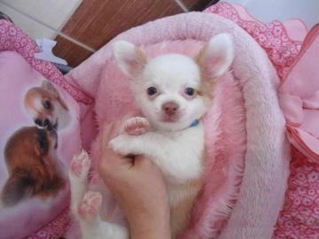 S��e (Tea-CupChihuahua) Welpen