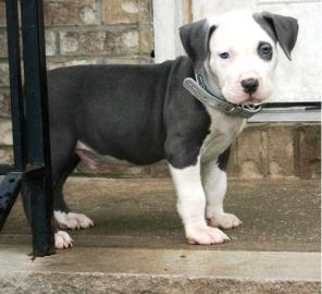 Pitbull Welpe von 8 Wochen alt (blaue Na