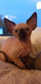Tica Reg Sphynx K?tzchen