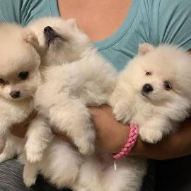 Reinrassige Pomeranian Welpen mit Stammb