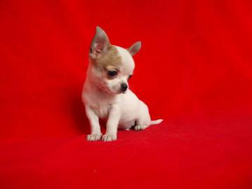 # mini MiNi Chihuahua Welpen !Papiere! s
