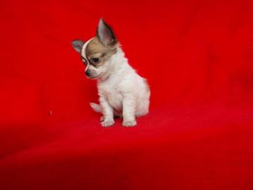 # mini MiNi Chihuahua Welpen !Papiere! s