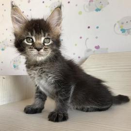 Baby kitten mit papieren
